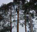 Спил деревьев в Костроме
